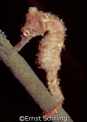 pink Baby Seahorse on Bonaire by Ernst Schilling 